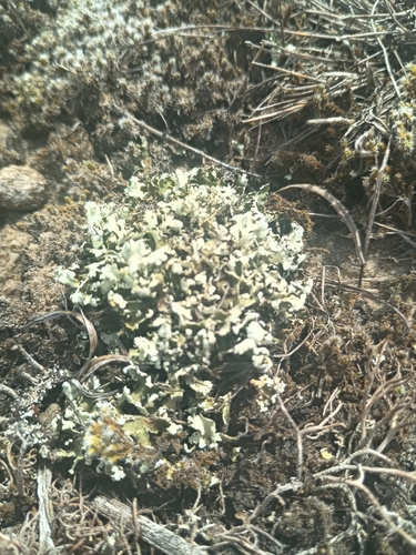 Cladonia foliacea