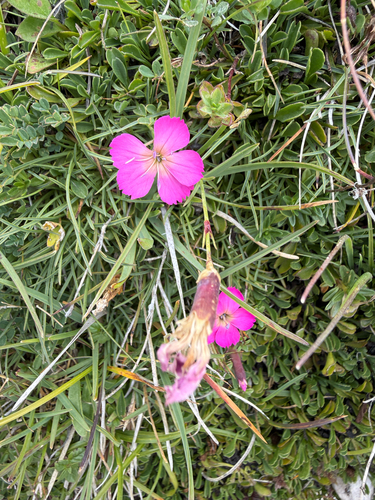 Dianthus sylvestris, photograph 3