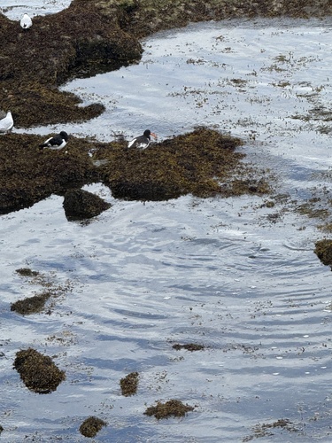 iNaturalist image