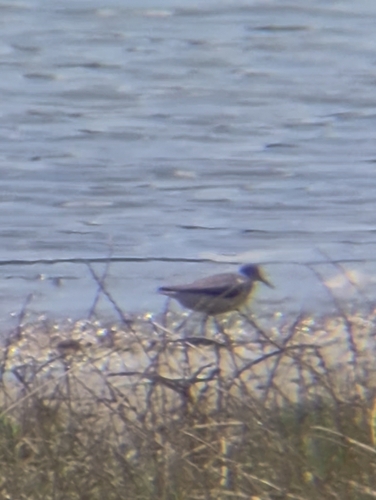 iNaturalist image