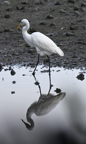 iNaturalist image