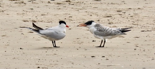 iNaturalist image
