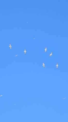 Dalmatian Pelican