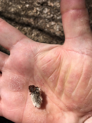 Salix × reichardtii