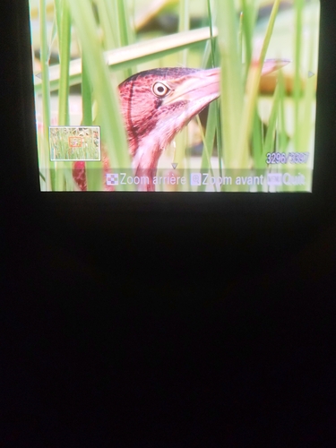 iNaturalist image
