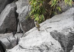 Pycnonotus sinensis hainanus