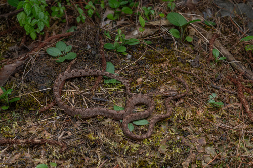 Kelung Cat Snake