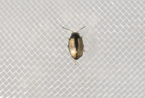 Chaetocnema conducta