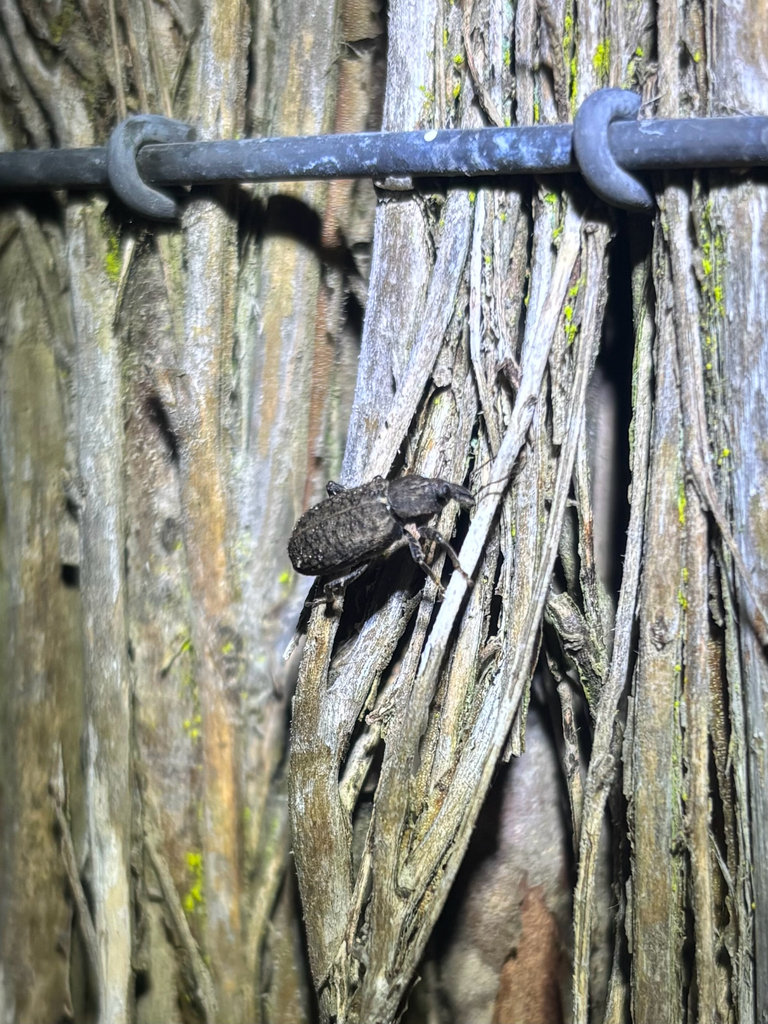 Listroderes foveatus