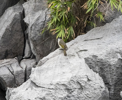 Pycnonotus sinensis hainanus