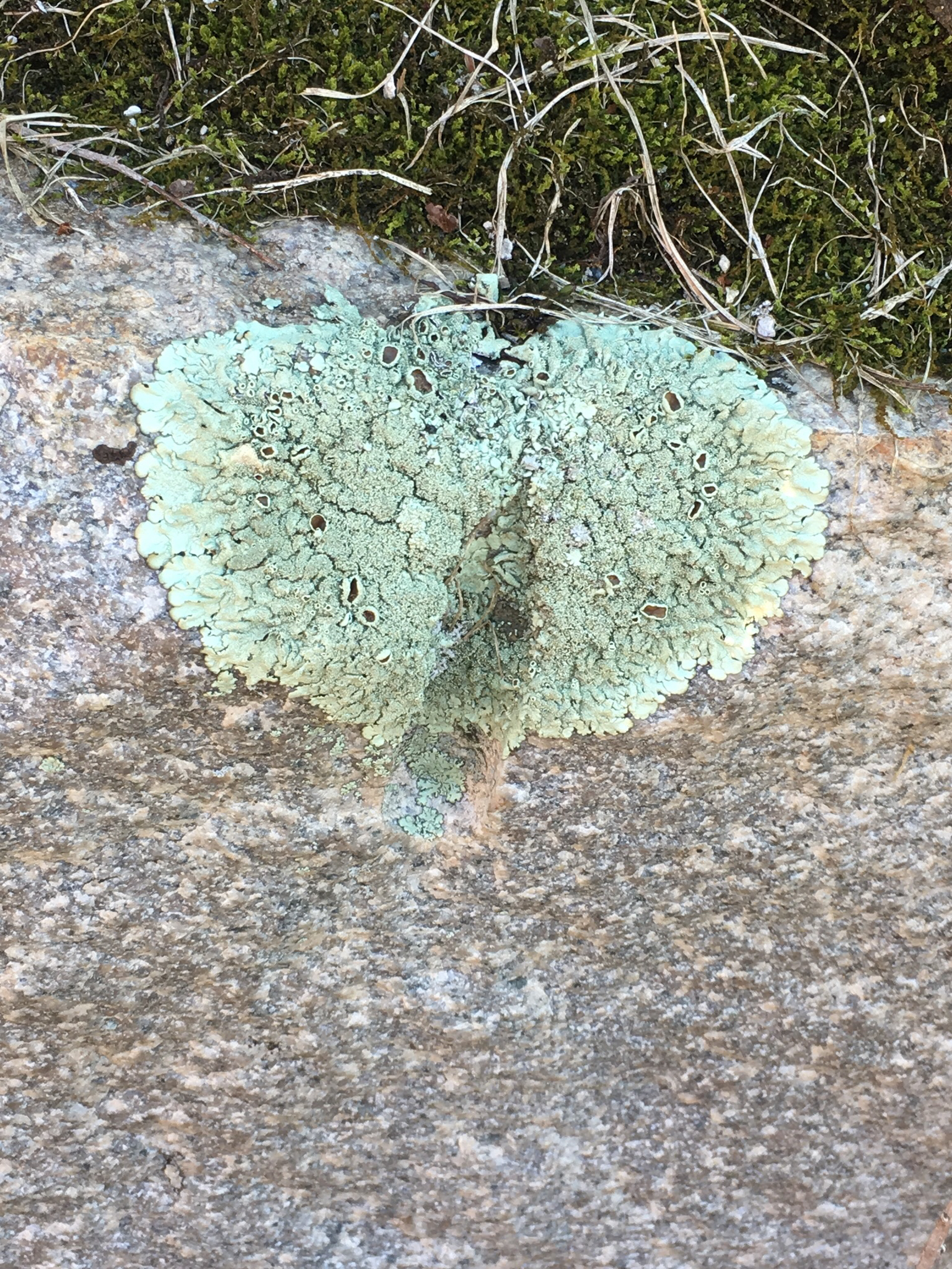 Flavoparmelia caperata image