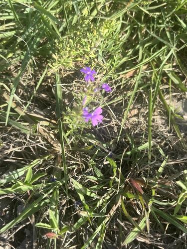 Dakota Mock Vervain