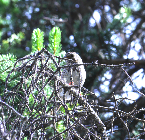 Spinus pinus