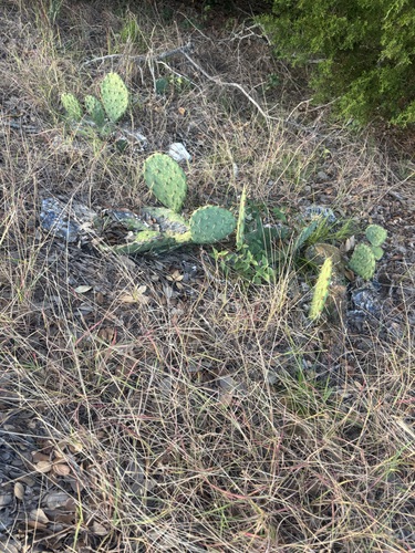Texas Pricklypear