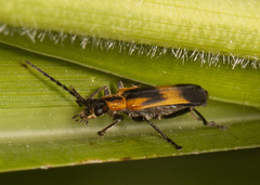 Microdaiphron implicitus