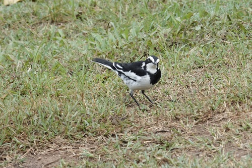 iNaturalist image