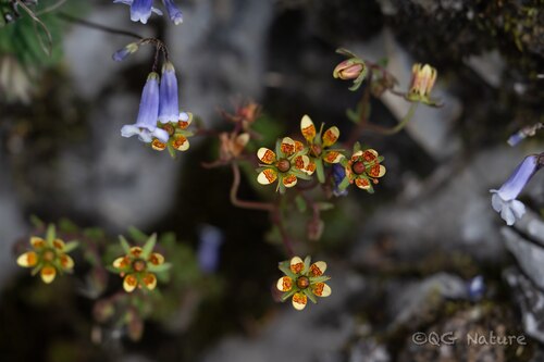 Saxifraga signata, photograph 1