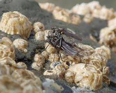 Sciomyzoidea