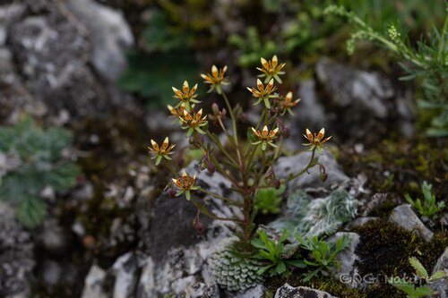 Saxifraga signata