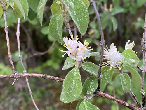 Paprastasis sausmedis nuotrauka