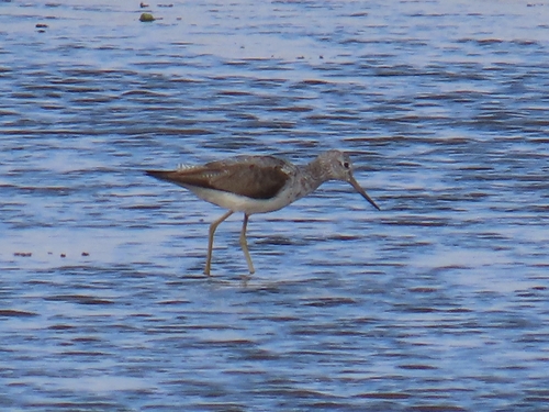 iNaturalist image