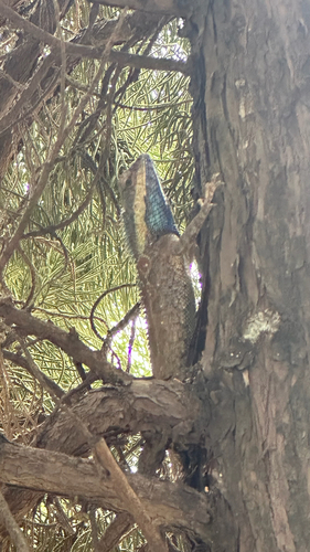 Siamese Blue Crested Lizard