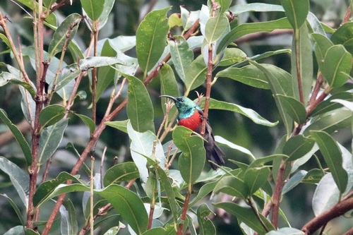 iNaturalist image