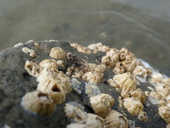 Sciomyzoidea