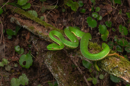 Chinese Green Tree Viper