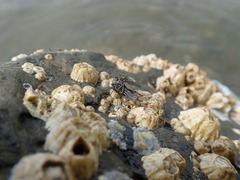 Sciomyzoidea