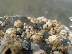Sciomyzoidea