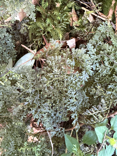 Hymenophyllum punctisorum observed 2026-07-26