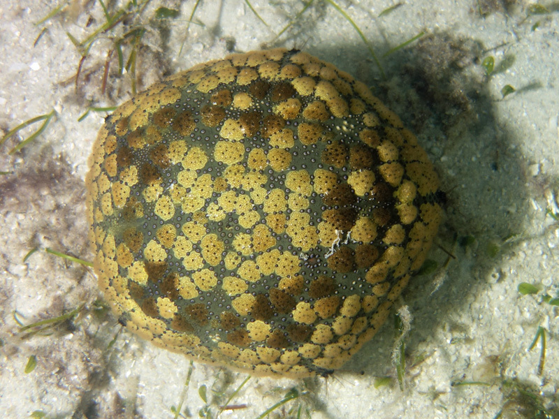 Cushion star