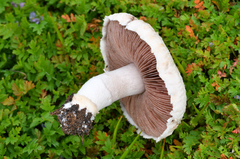 Agaricus braendlei