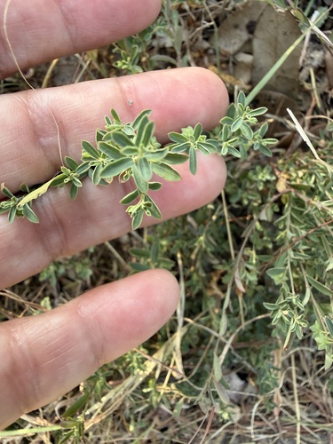 Smartweed Leafflower