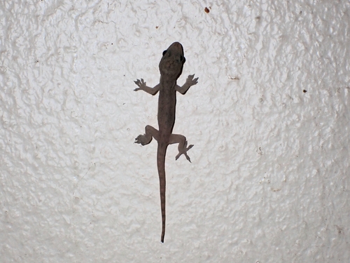 Asian House Gecko