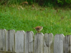 Thryothorus ludovicianus