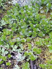 Lysimachia nummularia