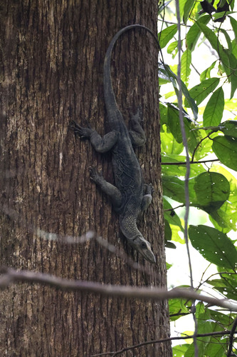 Varanus rudicollis observed 2026-07-09