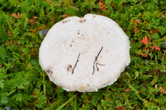 Agaricus braendlei
