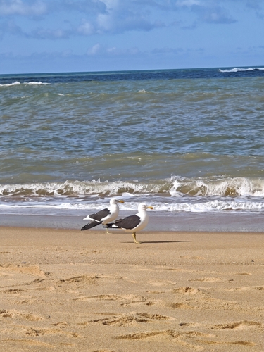 iNaturalist image