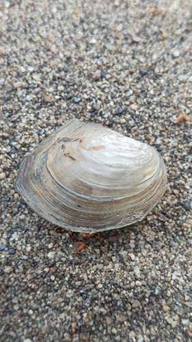 Chinese Pond Mussel