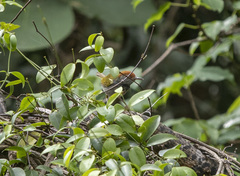 Orthotomus
