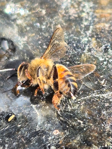 Western Honey Bee