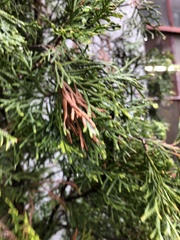 Pestalotiopsis funerea