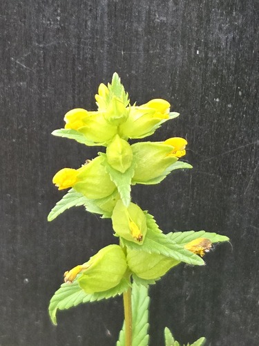 Northern yellow rattle (Rhinanthus groenlandicus)
