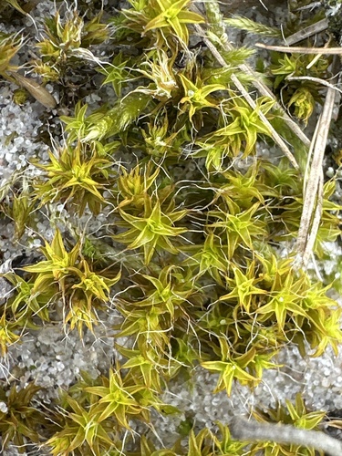 Sand-hill Screw-moss