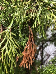 Pestalotiopsis funerea