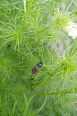Chloromyia