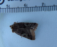 Cerastis enigmatica